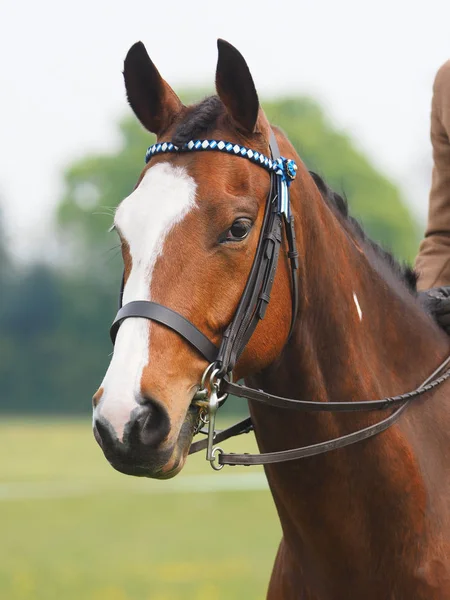 Tiro Cabeza Hermoso Caballo Anillo Del Espectáculo Con Una Doble — Foto de Stock