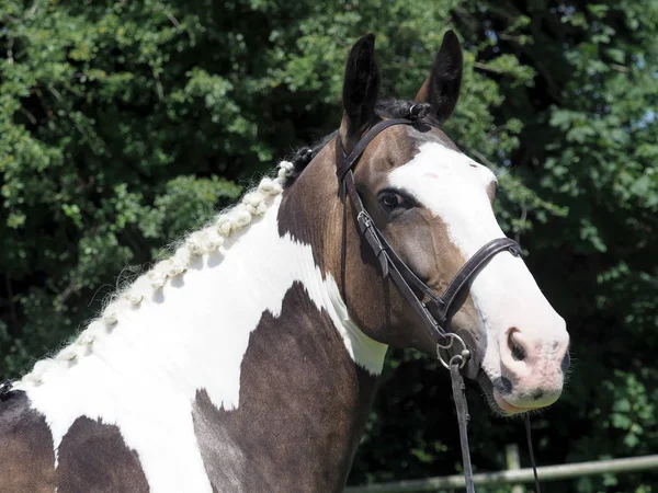 Coup Tête Cheval Tressé Dans Une Bride Serpent — Photo