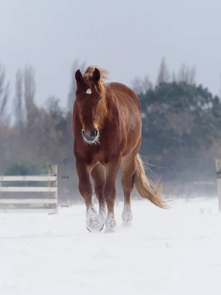 Rare Breed Suffolk Punch Horse Stands Snowy Landscape — Stock Photo, Image