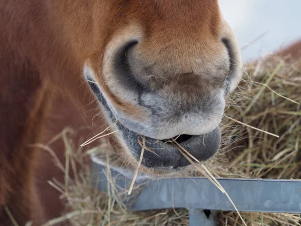 Close Mouth Horse Eating Hay — Stock Photo, Image