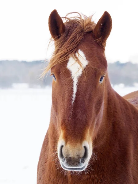 珍しい雪に覆われた冬の設定でサフォーク パンチ馬の頭のショット — ストック写真