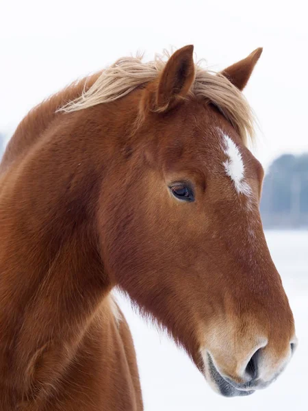 Hlavou Střílel Vzácné Plemeno Suffolk Punch Koně Zasněžené Zimní Prostředí — Stock fotografie