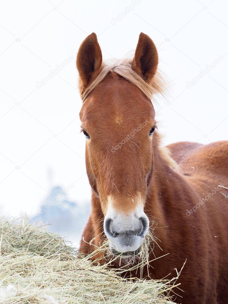 A  rare breed Suffolk Punch horse eats hay in the snow.
