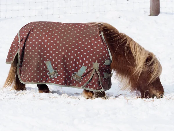 Shetlandský Pony Koberci Ukázalo Sněhu — Stock fotografie