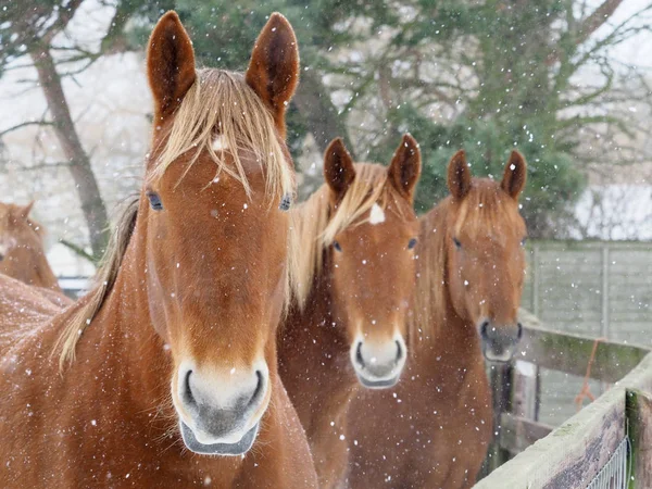 パドックに落ちる雪の珍しい品種サフォーク パンチ馬スタンドの群れ — ストック写真