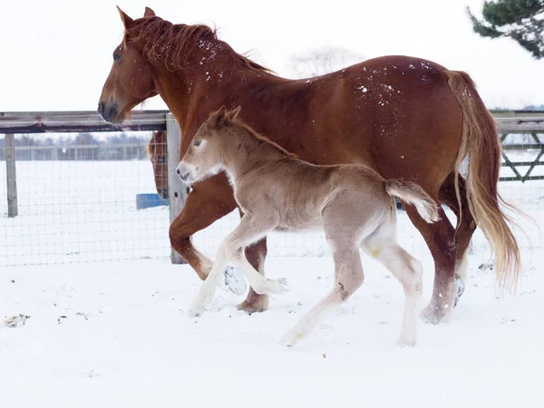 Suffolk Punch Mare Foal Snow — Stock Photo, Image