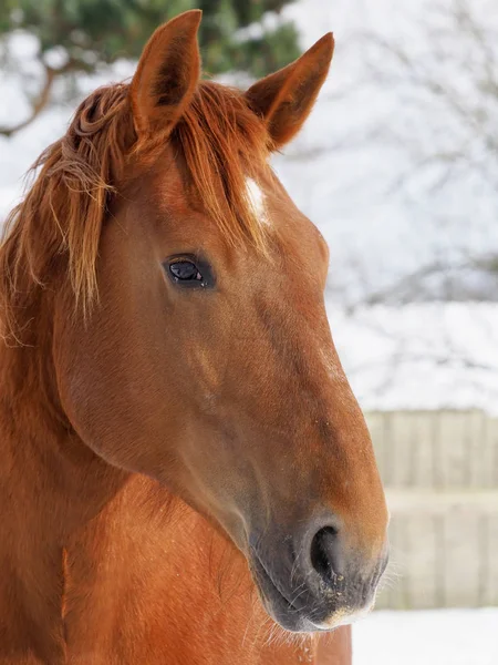 Head Shot Rare Breed Suffolk Punch Horse Snowy Winter Setting — Stock Photo, Image