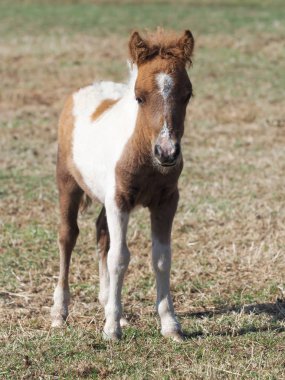 Kıdemli bir midilli içinde belgili tanımlık göstermek çalmak anlamına gelir..