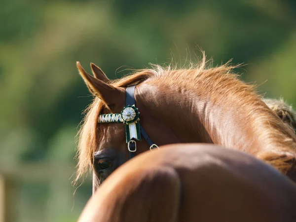 Ein Wunderschönes Pferd Von Hinten Geschossen Das Die Krümmung Seines — Stockfoto