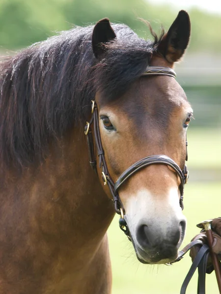 在表演中拍摄的一匹 Exmoor 小马的头像 — 图库照片