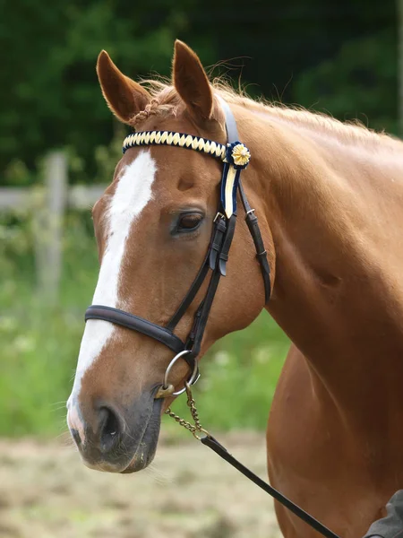 Head Shot Plaited Horse Show Ring — Stock Photo, Image