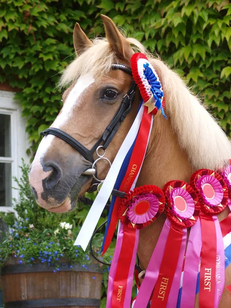 A head shot of a Haflinger horse with many winning rosettes.