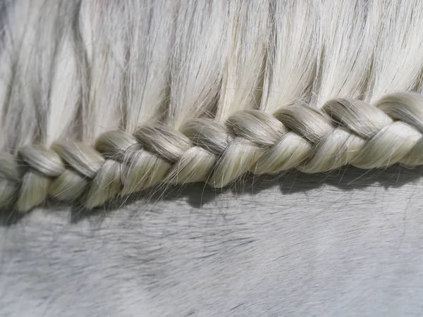 一个灰色的马已经编织的头发的特写照片 — 图库照片