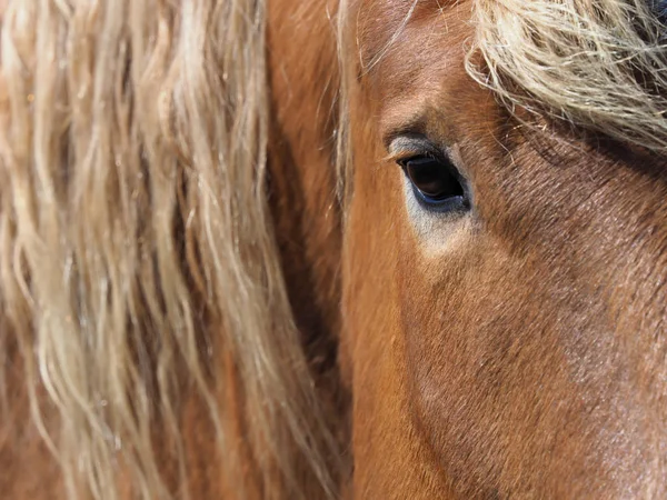 Tiro Perto Olho Rosto Cavalo Castanho Com Uma Crina Longa — Fotografia de Stock
