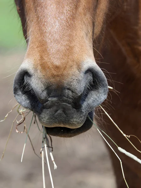 一张近距离的一记马的鼻子和嘴巴的镜头 从上面冒出一股干草 — 图库照片