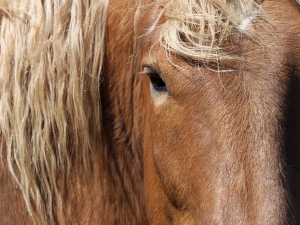一个密切的拍摄的眼睛和脸的栗子马与长毛 — 图库照片