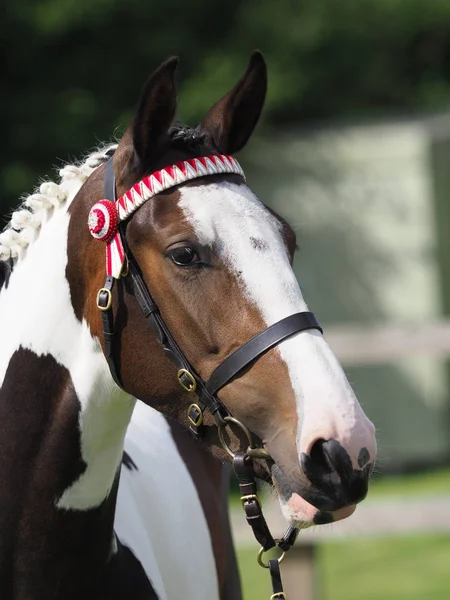 Head Shot Skewbald Horse Hand Bridle Show Ring — Stock Photo, Image