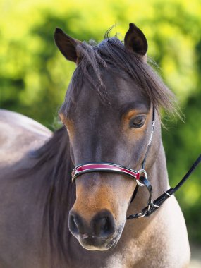 Minyatür at Head Shot