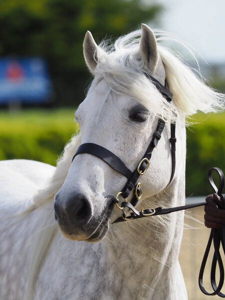 Головной убор пони Хайленд
