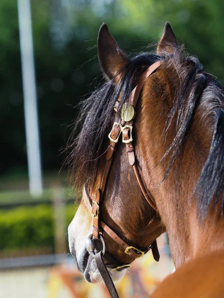 Walisisches Pony mit Kopfschuss — Stockfoto