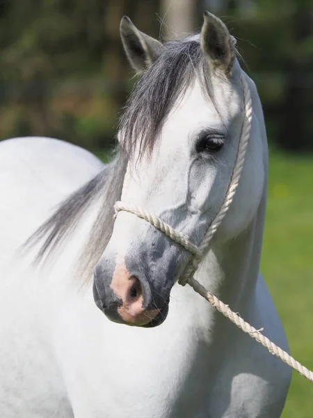 Ponny huvud skott — Stockfoto