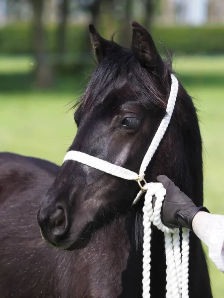 Pony Head Shot — Stock Photo, Image