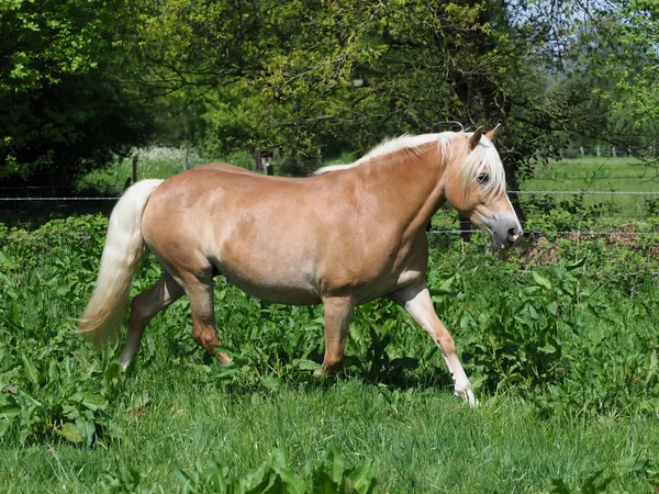 Cavallo trotto — Foto Stock