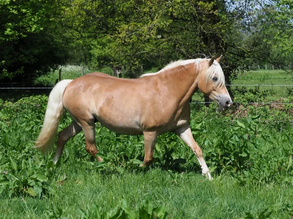 Trabrennpferd — Stockfoto