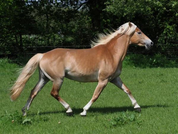 Trotting Horse — Stock Photo, Image