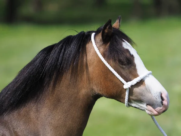 Ganska Welsh ponny — Stockfoto