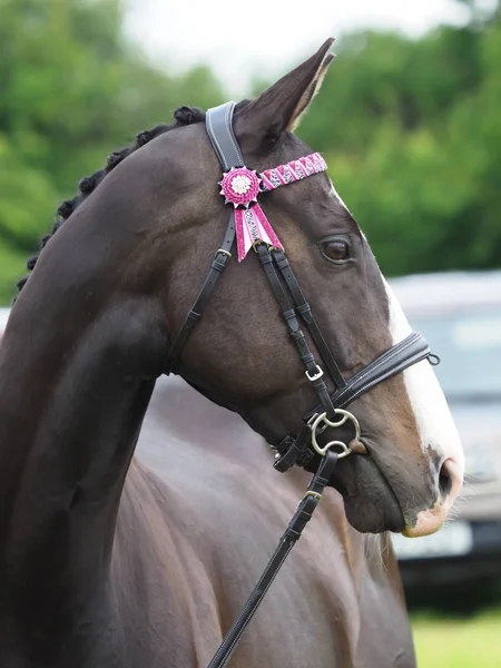 Horse Head Shot