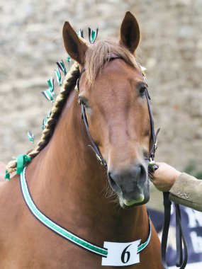 Suffolk Punch Head Shot