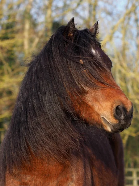 Dartmoor Pony Headshot — Stok fotoğraf