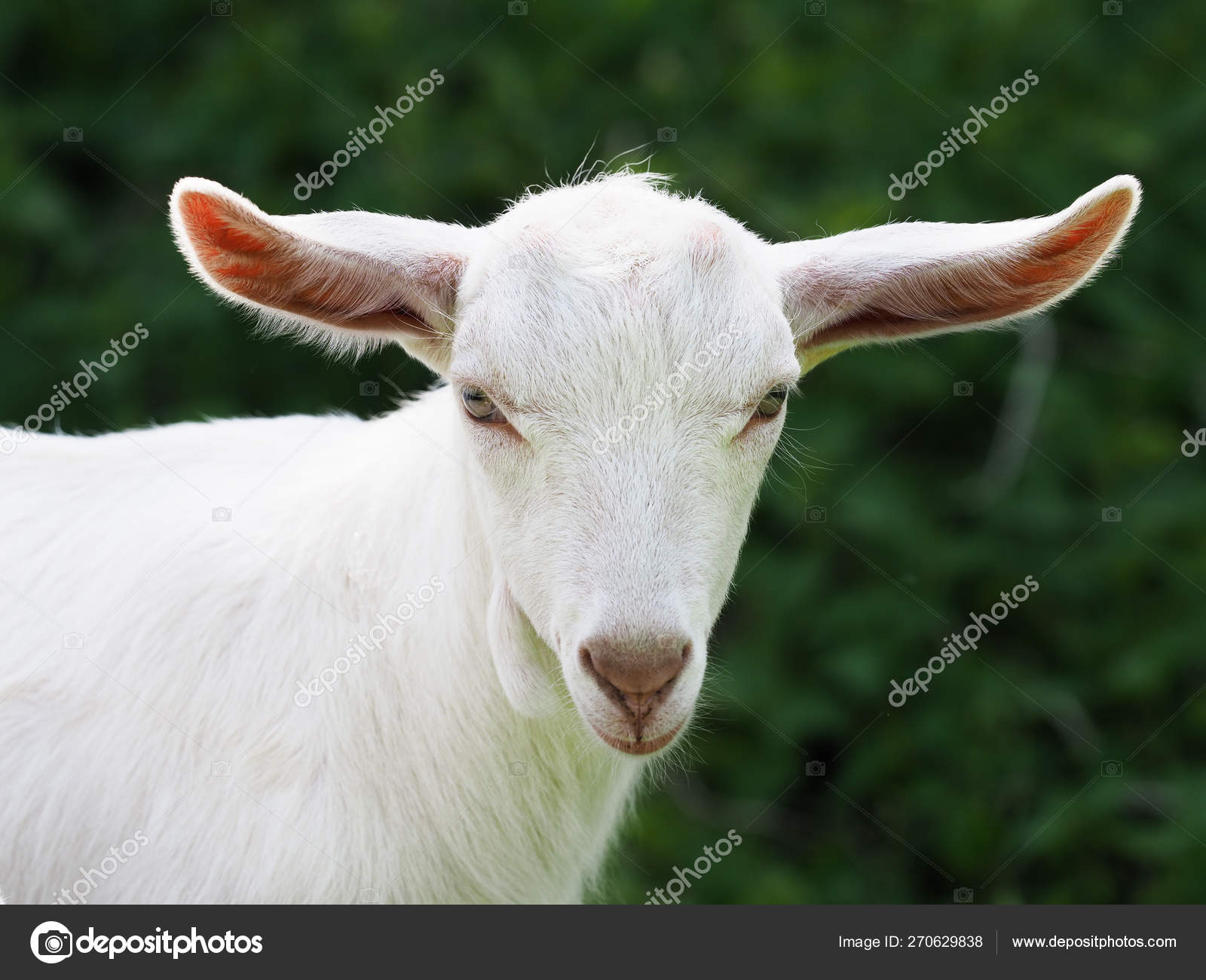 Cute Baby Goat Stock Photo Image By C Nigelb10