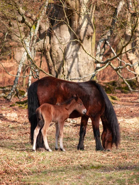 Dartmoor Pony e potro — Fotografia de Stock