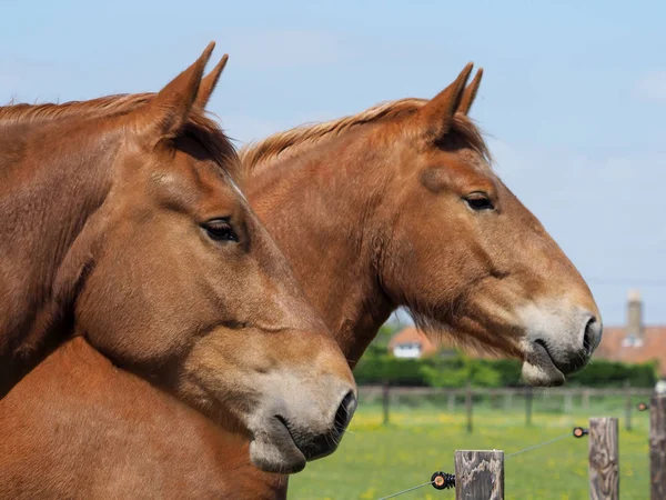 2つのサフォークパンチ馬 — ストック写真