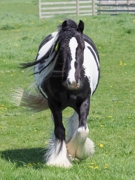 Paard met Fly tag — Stockfoto