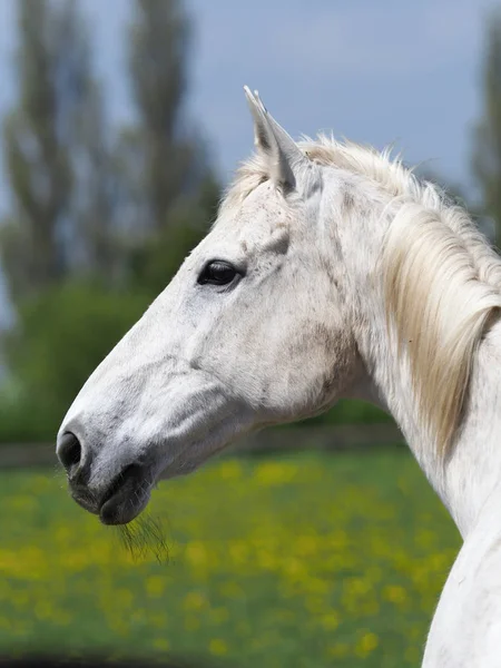 Grijze paard hoofd geschoten — Stockfoto