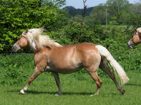 Cavalo na Liberdade em Paddock . — Fotografia de Stock