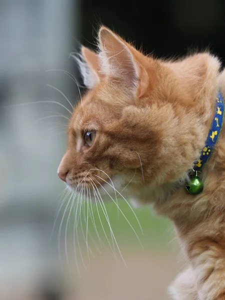 Cabeza de gato — Foto de Stock