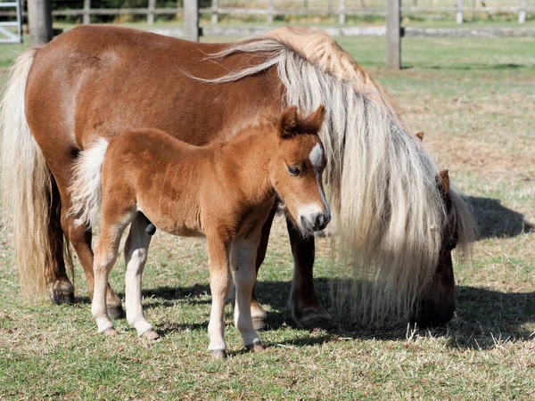 かわいい馬と子馬 — ストック写真