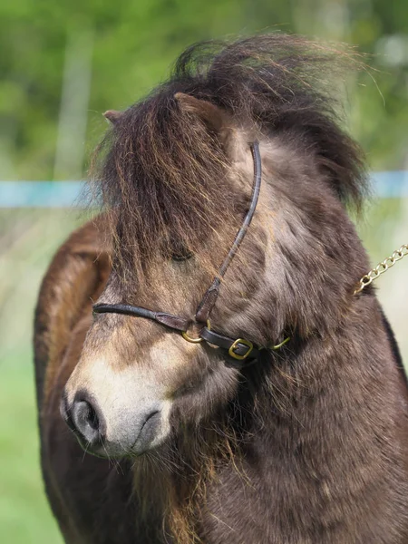 Fohlen-Kopfschuss — Stockfoto