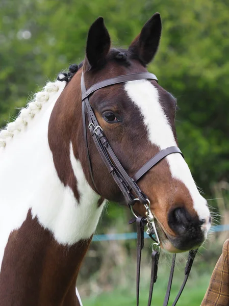 Cabeça de cavalo tiro — Fotografia de Stock