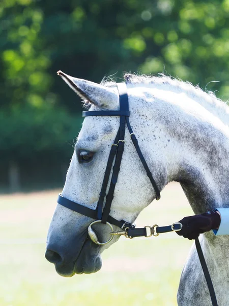 Cavallo grigio nell'anello dello spettacolo — Foto Stock