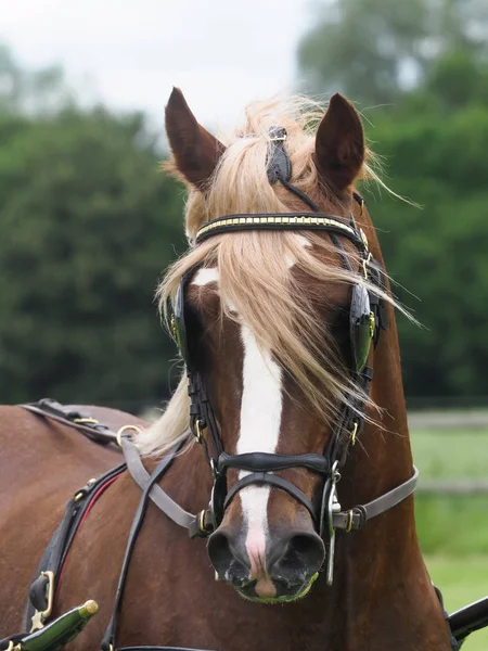 ハーネスの馬 — ストック写真