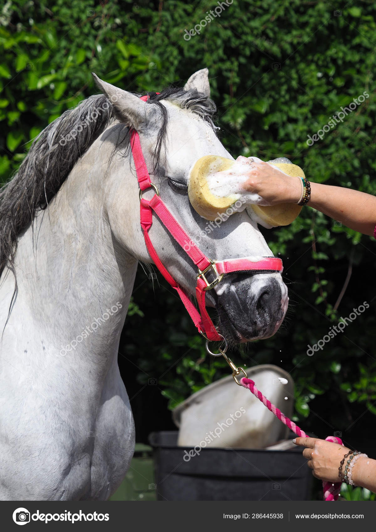 Bathing a Horse — Stock Photo © nigelb10 286445938