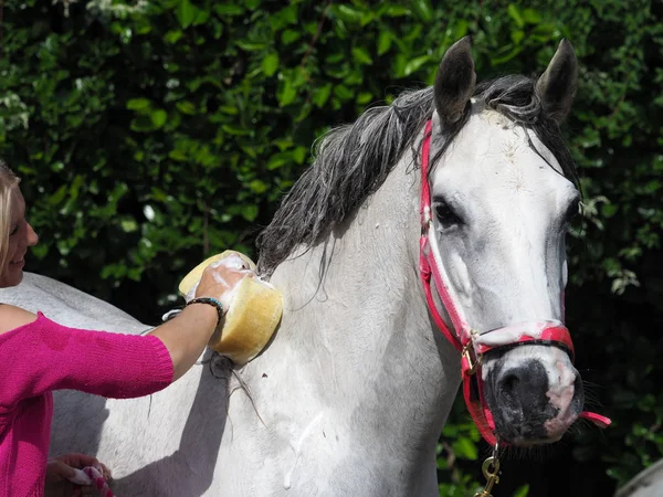 Banhar um cavalo — Fotografia de Stock