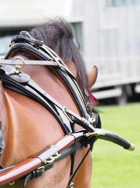 ハーネスの馬 — ストック写真