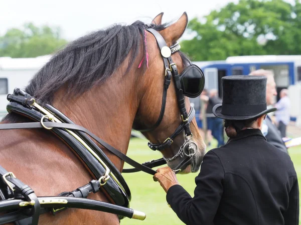 Horse in Harness — Stock Photo, Image