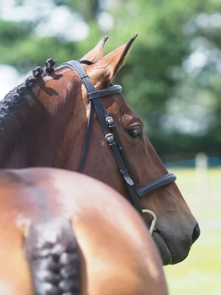 Tiro na cabeça cavalo Baía — Fotografia de Stock